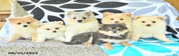 Pomeranian dogs for sale: Edison - Ad 6