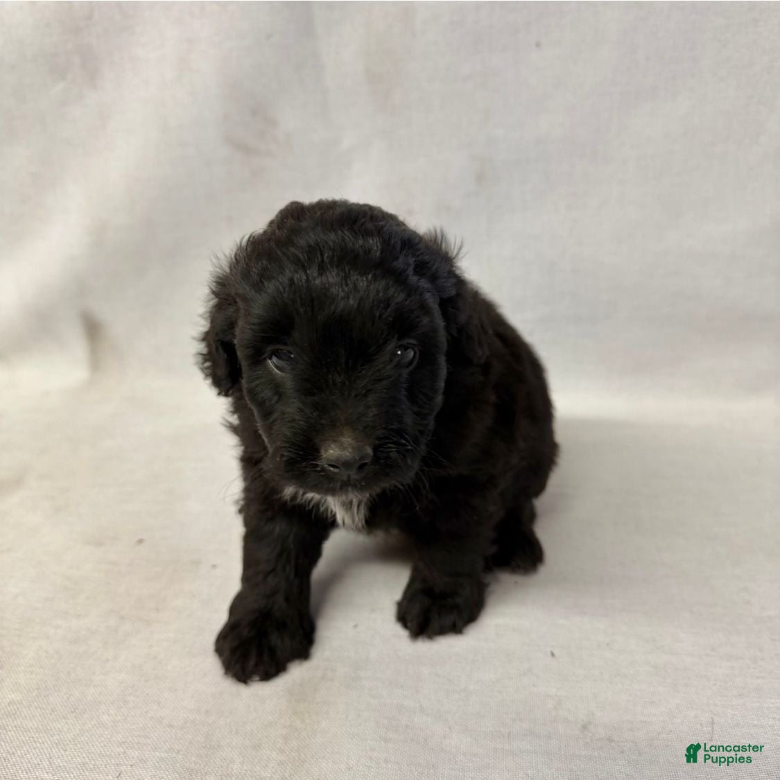 Aussiedoodle dogs Maisy - Ad 2