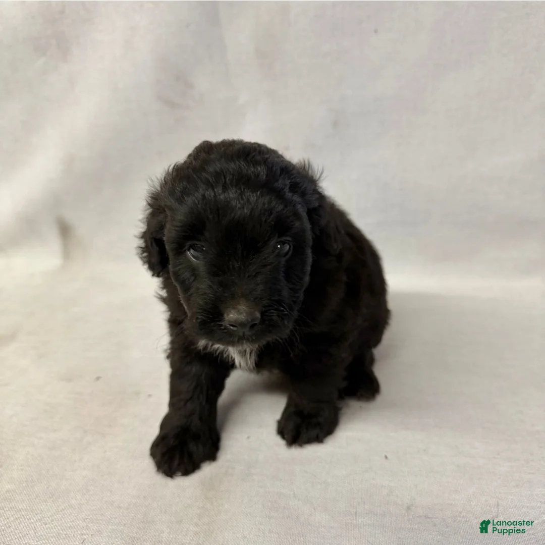 Aussiedoodle dogs for sale: Maisy - Ad 2