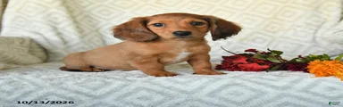 DeeDee