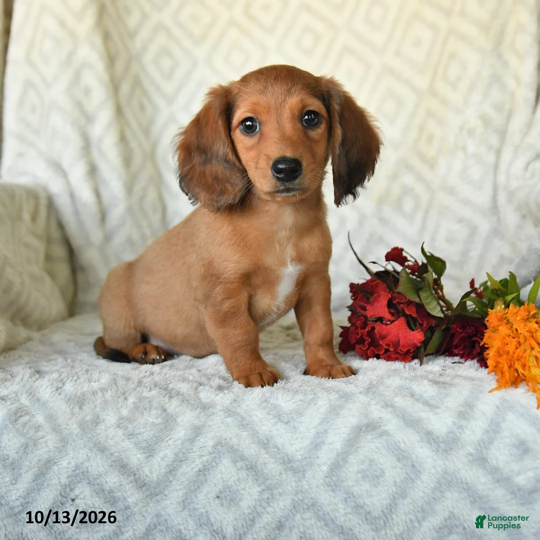 Miniature Dachshund dogs for sale: DeeDee - Ad 1