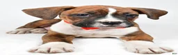 Boxer dogs for sale: Rex Boxer mix - Ad 4