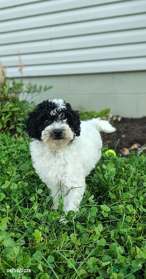 Miniature Poodle dogs Bandit - Ad 1