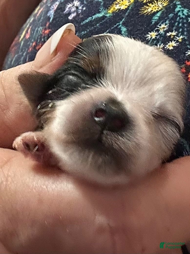 Yorkshire Terrier dogs AKC Mandy - Ad 1