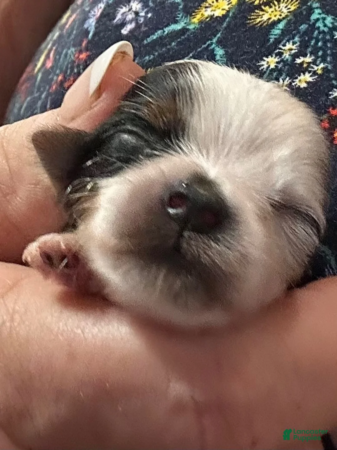 Yorkshire Terrier dogs for sale: AKC Mandy - Ad 1