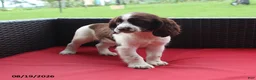 English Springer Spaniel dogs for sale: Macy - Ad 6