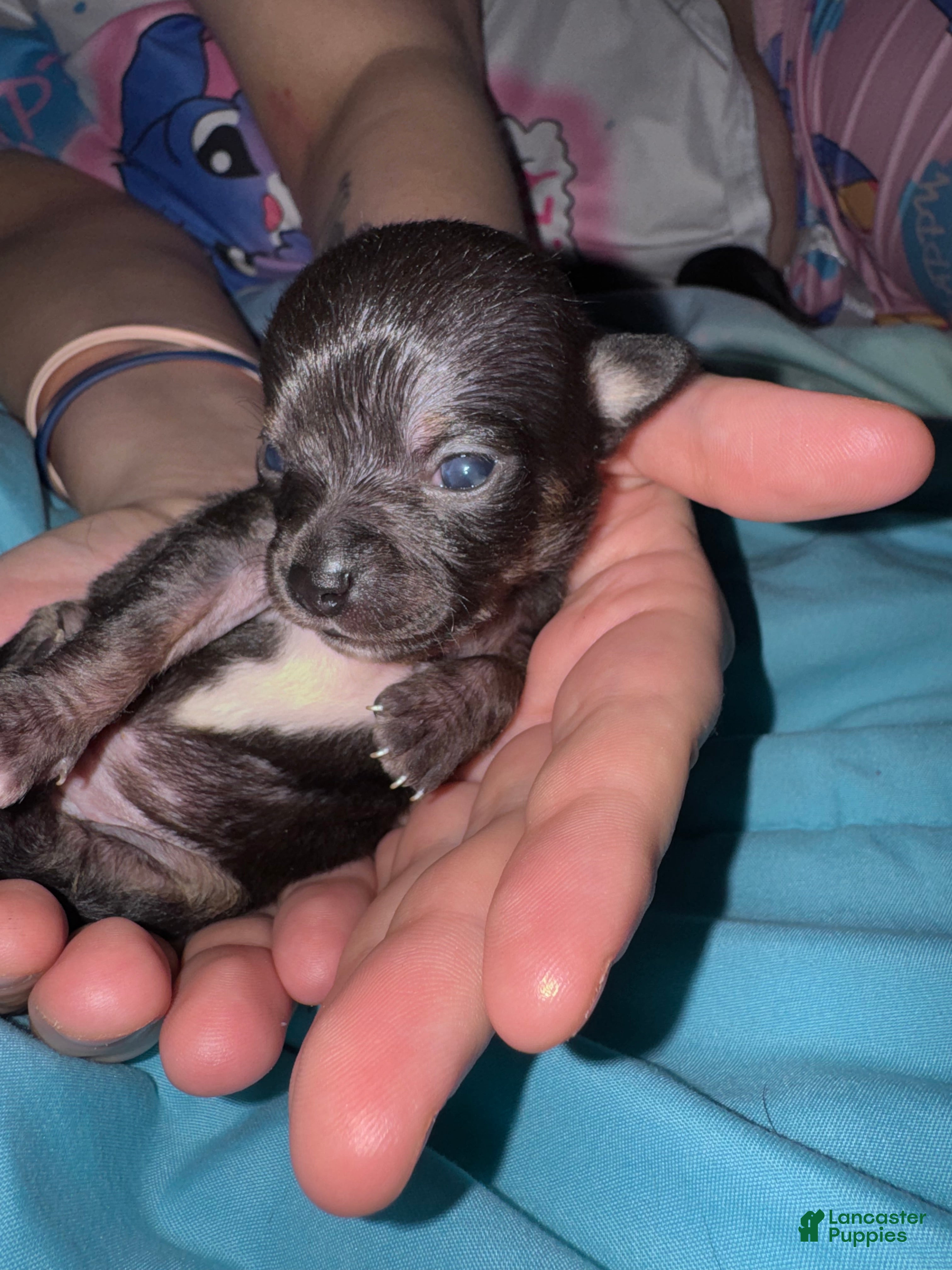 Chihuahua dogs Chihuahua Puppy 2 - Ad 42