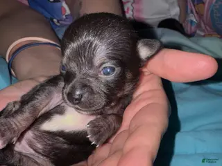 Chihuahua dogs Chihuahua Puppy 2 - Ad 26