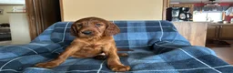 Irish Setter dogs for sale: Irish Setter male orange collar - Ad 4