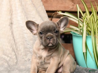 French Bulldog dogs Nougat - Ad 9