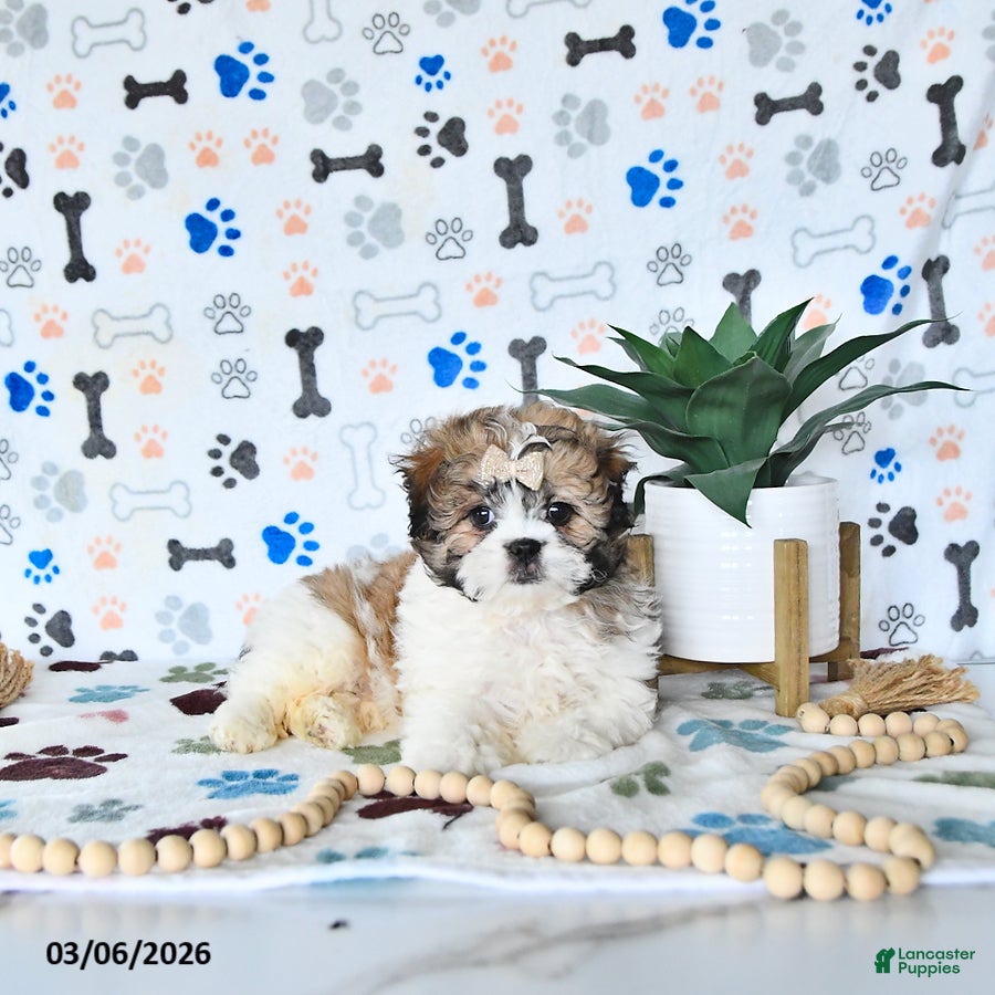 Shihpoo dogs Ariel  - Ad 2