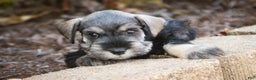Miniature Schnauzer dogs for sale: Holly - Ad 5