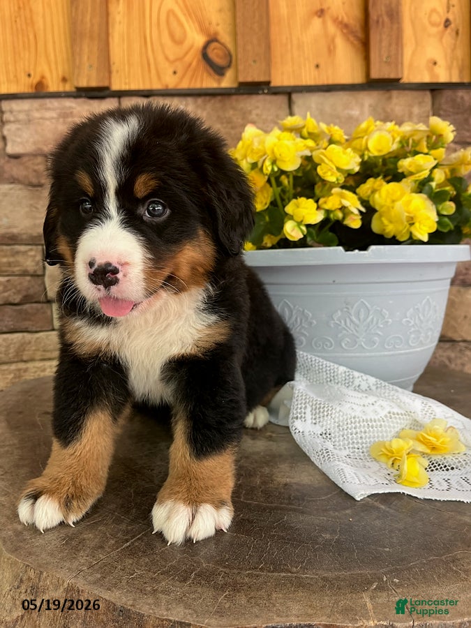 Bernese Mountain Dog dogs Callie - Ad 2