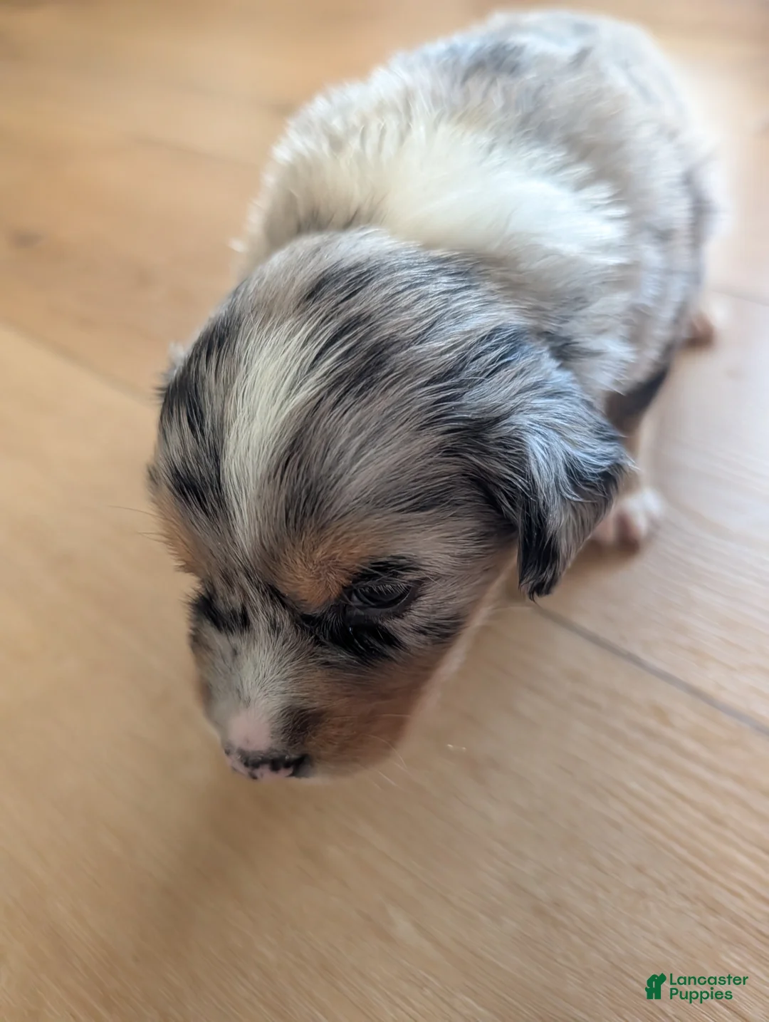 Australian Shepherd dogs for sale: Rusty: Male Merle Standard Australian Shepherd - Ad 2