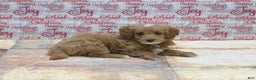 Goldendoodle dogs for sale: Mini Rex - Ad 2