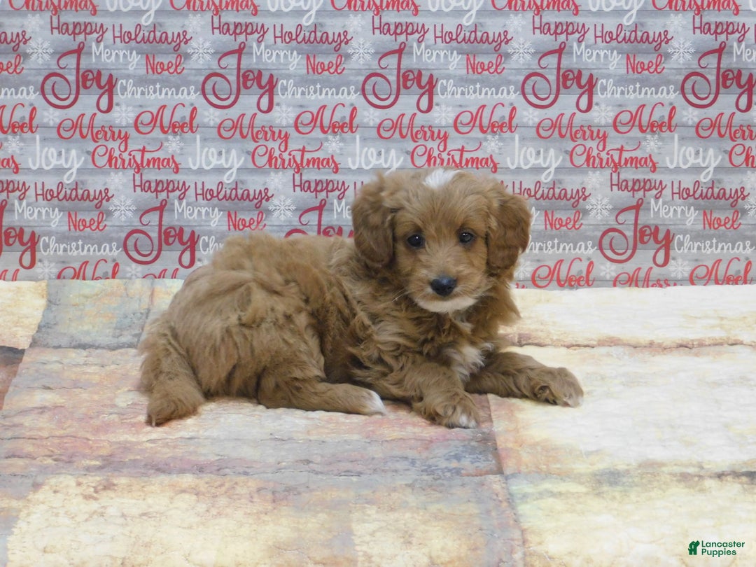 Goldendoodle dogs for sale: Mini Rex - Ad 2