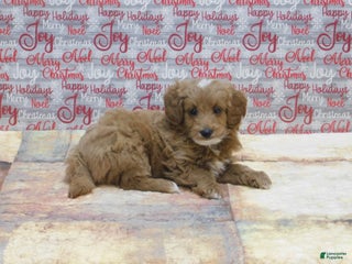 Goldendoodle dogs Mini Rex - Ad 20