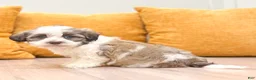 Havanese dogs for sale: Buster - Ad 1