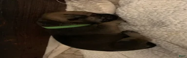 Mixed Breed Puppy 6green