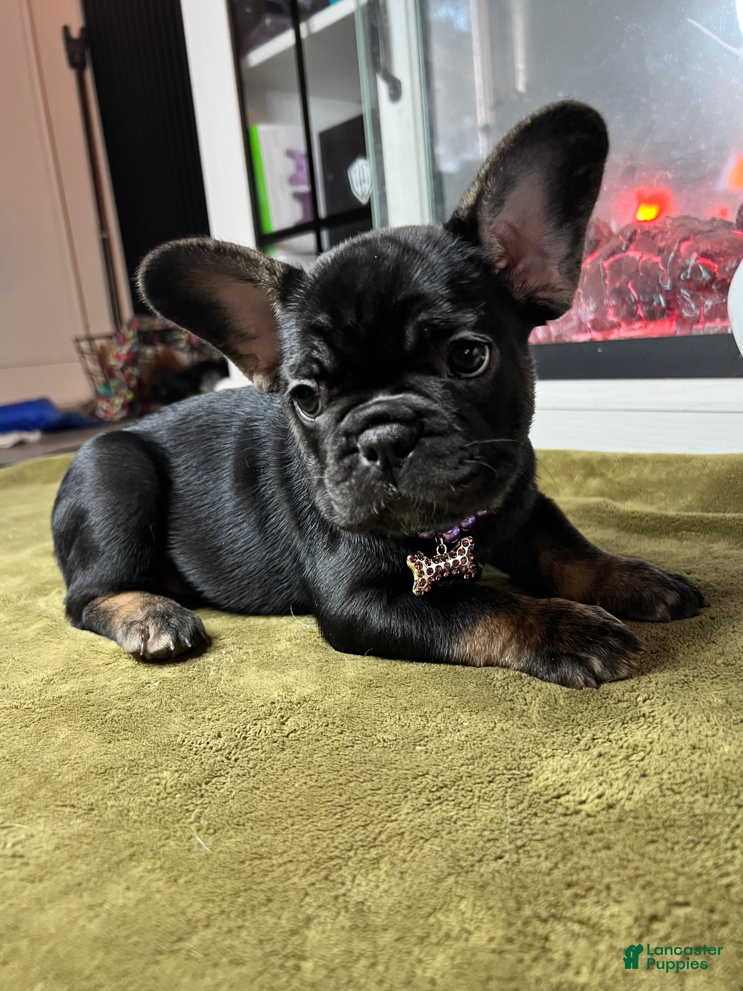 French Bulldog dogs Clove - Ad 2