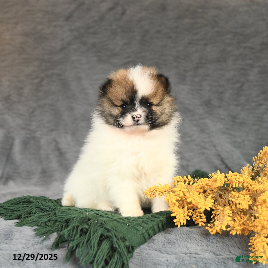 Pomeranian dogs Kitkat - Ad 20