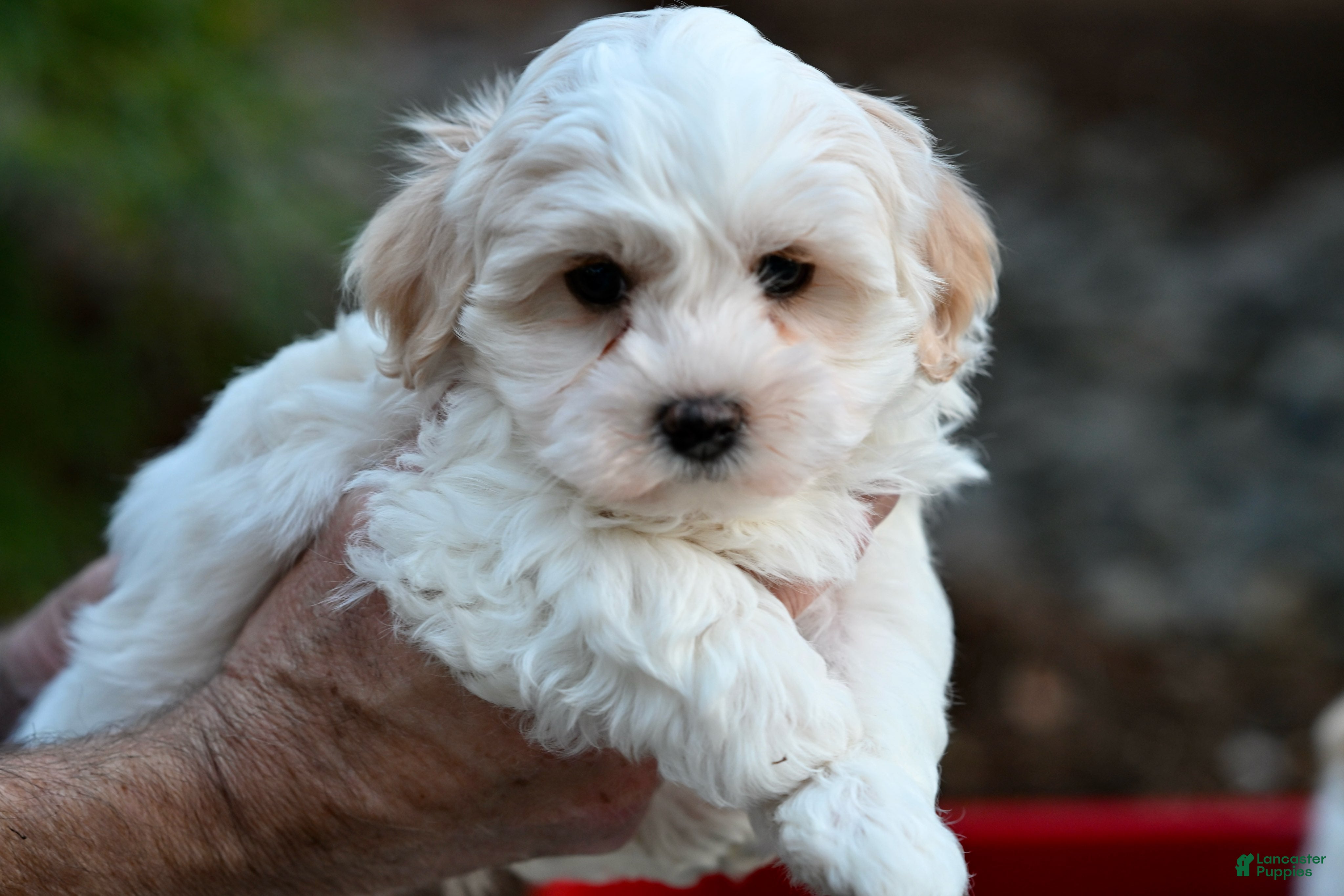 Havanese dogs Thelma - Ad 1