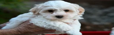 Thelma