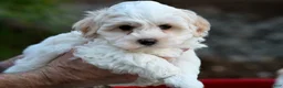 Havanese dogs for sale: Thelma - Ad 1