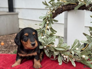 Miniature Dachshund dogs Ember - Ad 6
