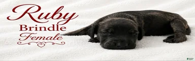 Ruby
