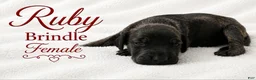 Great Dane dogs for sale: Ruby - Ad 1