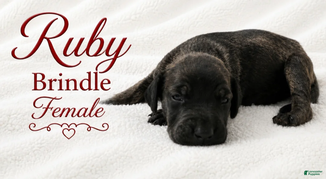 Great Dane dogs for sale: Ruby - Ad 1