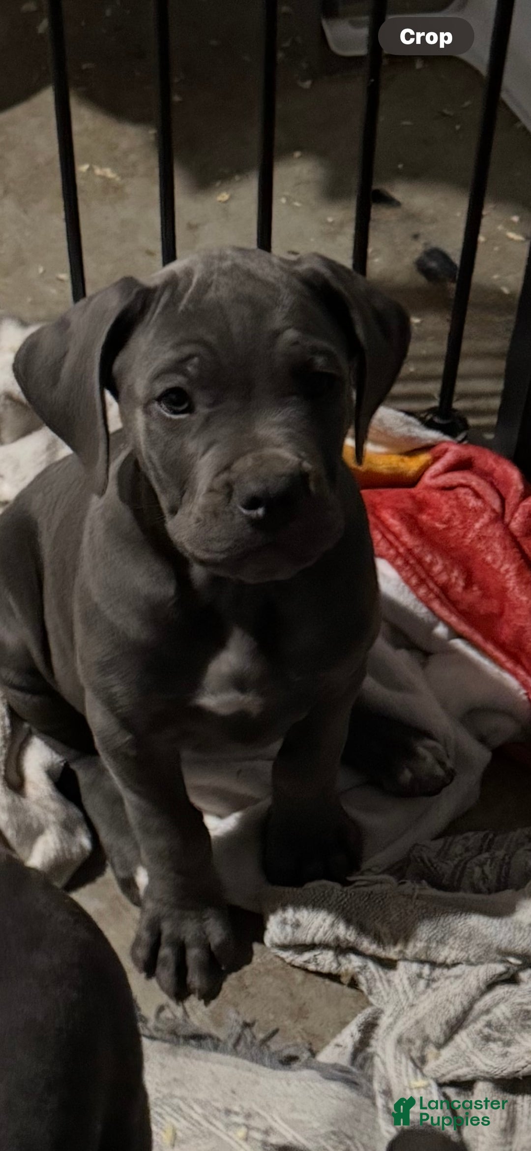 Cane Corso dogs for sale: Cane Corso Puppy 4 - Ad 1