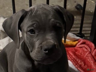 Cane Corso dogs Cane Corso Puppy 4 - Ad 41