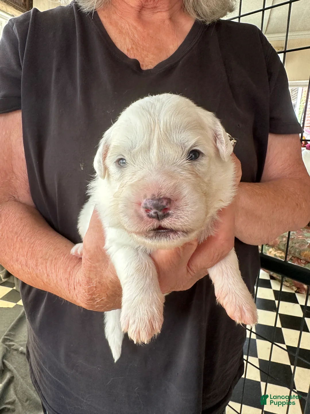 Great Pyrenees dogs for sale: Camellia - Ad 1