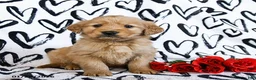Golden Retriever dogs for sale: Lightning - Ad 1