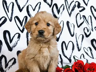 Golden Retriever dogs Lightning - Ad 21