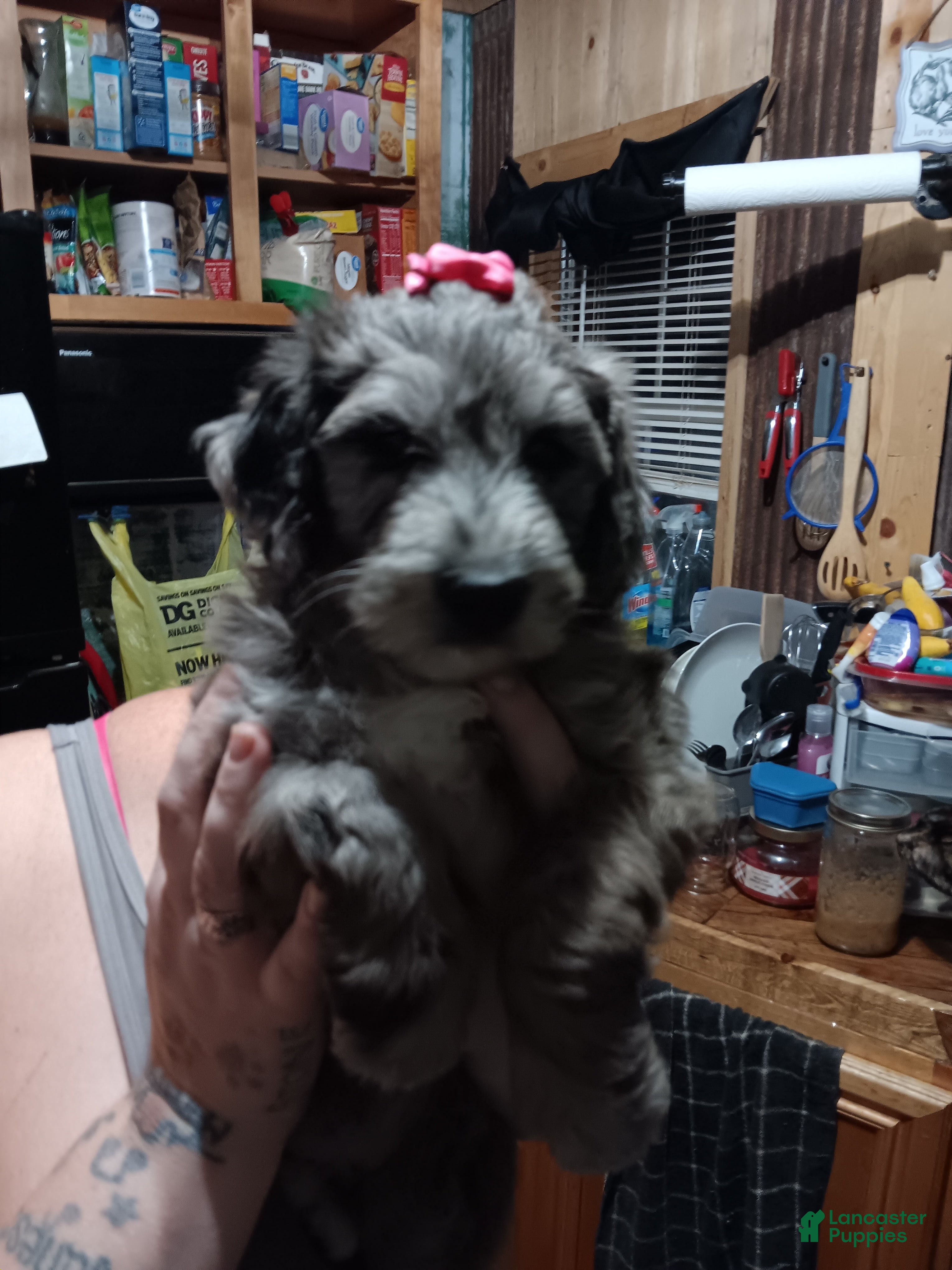 Labradoodle dogs Blue bell - Ad 9