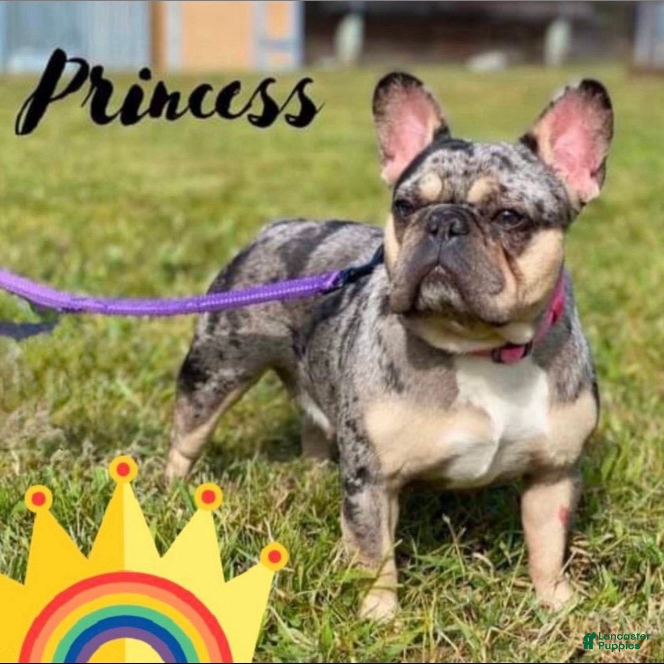 French Bulldog dogs Princess - Ad 31