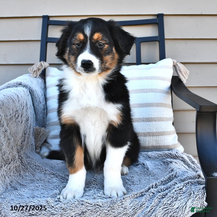 Border Collie Puppies for sale Lancaster Puppies