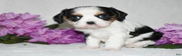 Cavalier King Charles Spaniel dogs for sale: Sammy - Ad 4