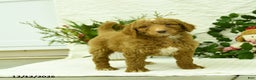 Goldendoodle dogs for sale: Komet - Ad 5