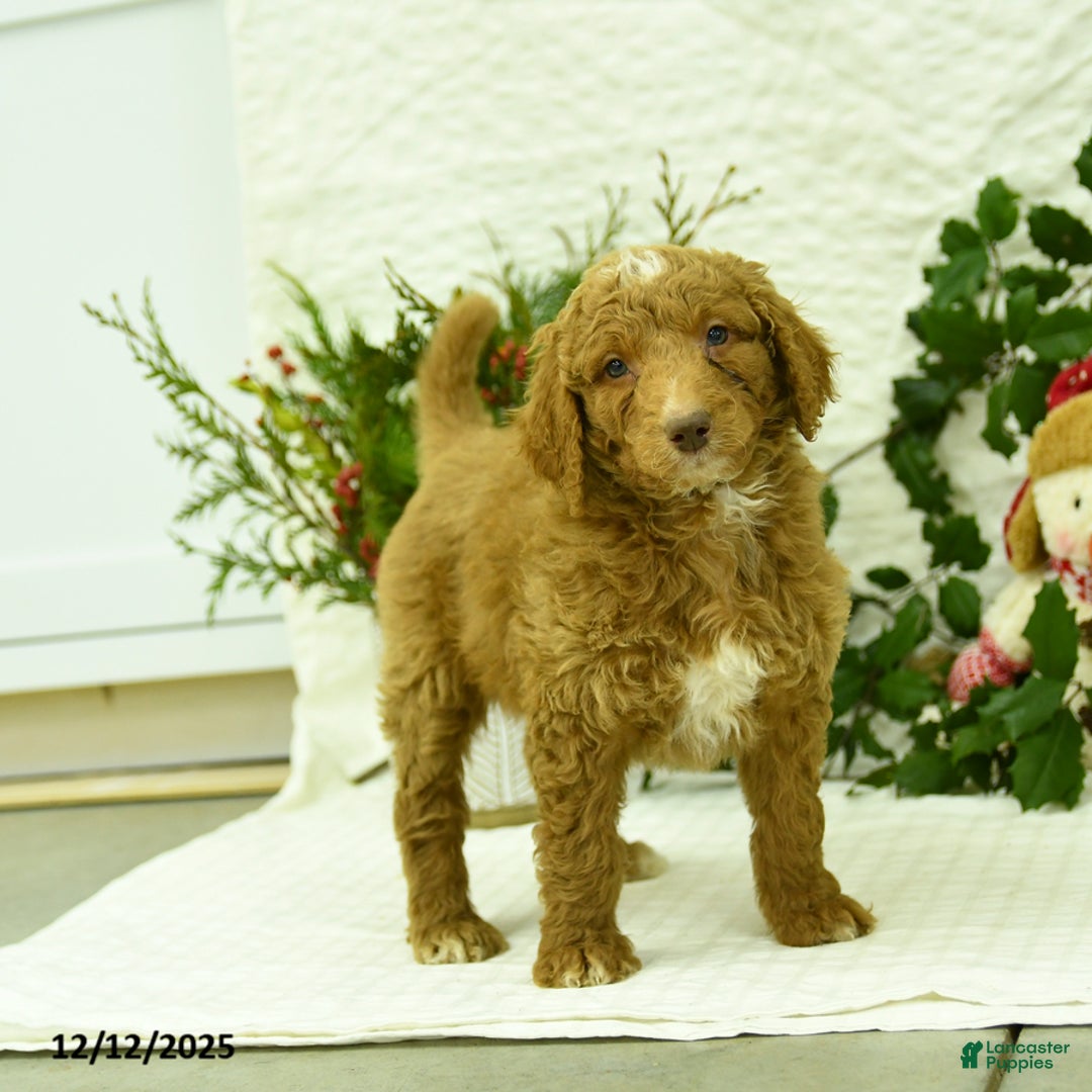 Goldendoodle dogs for sale: Komet - Ad 5