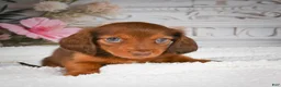 Miniature Dachshund dogs for sale: AKC-Drake - Ad 11