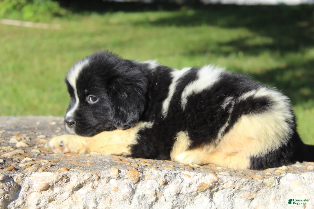 Newfoundland dogs for sale: Millie - Ad 2