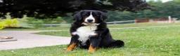 Bernese Mountain Dog dogs for sale: Jake - Ad 11
