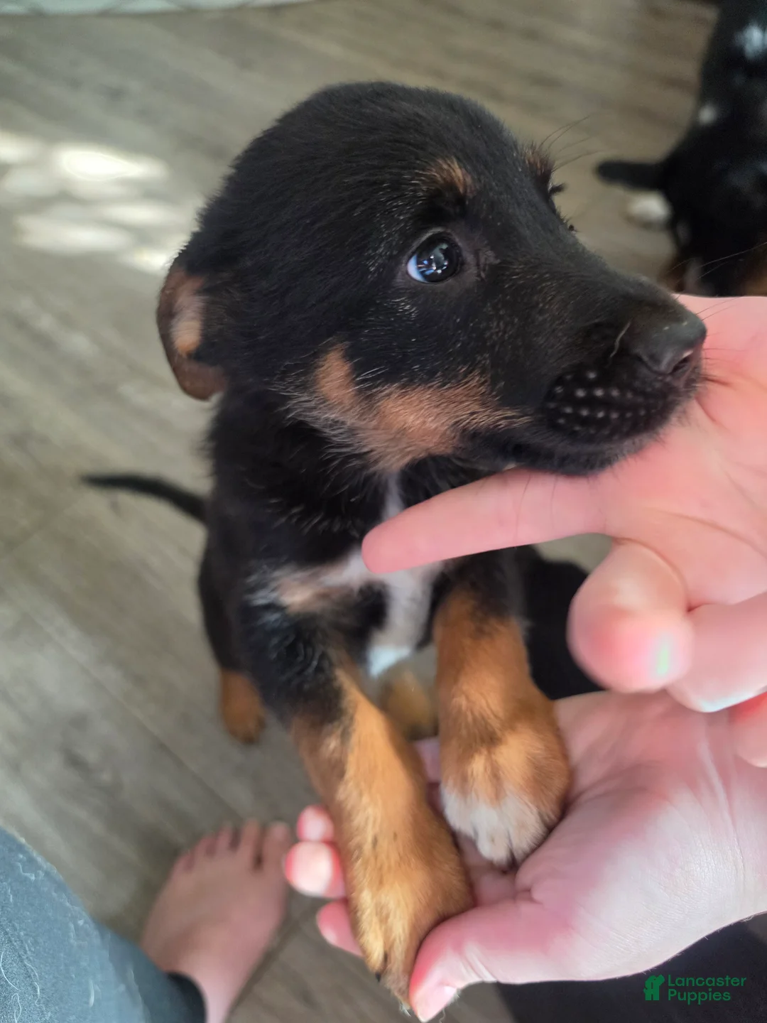 Mixed Breed dogs for sale: Mixed Breed 2 - Ad 2