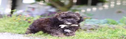 Shihpoo dogs for sale: Tyler - Ad 3