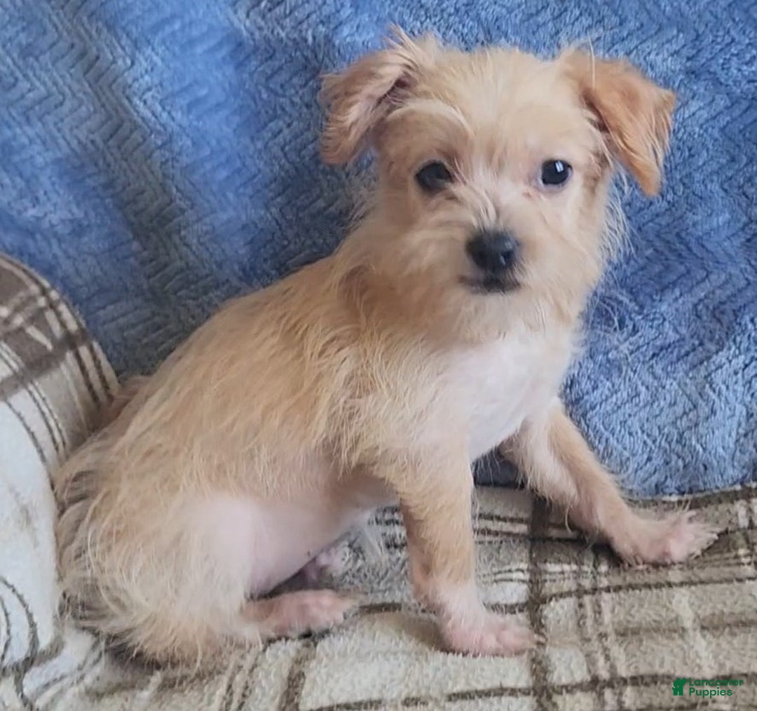 Mixed Breed dogs for sale: Maddie - Ad 12
