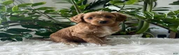 Mini Goldendoodle dogs for sale: Amber  - Ad 3